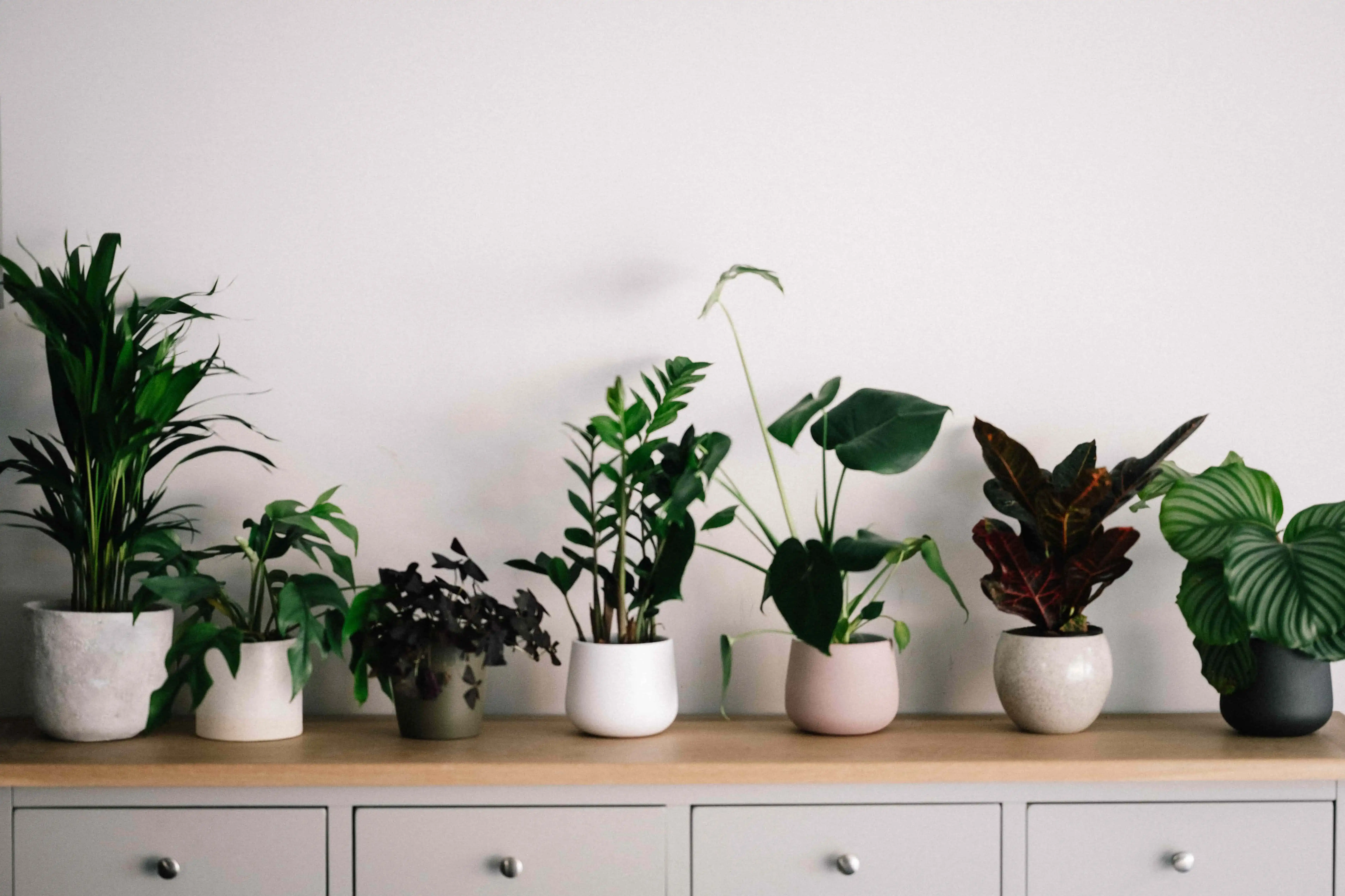 Green Elegance: Your Guide to the Best Low-Maintenance Indoor Plants